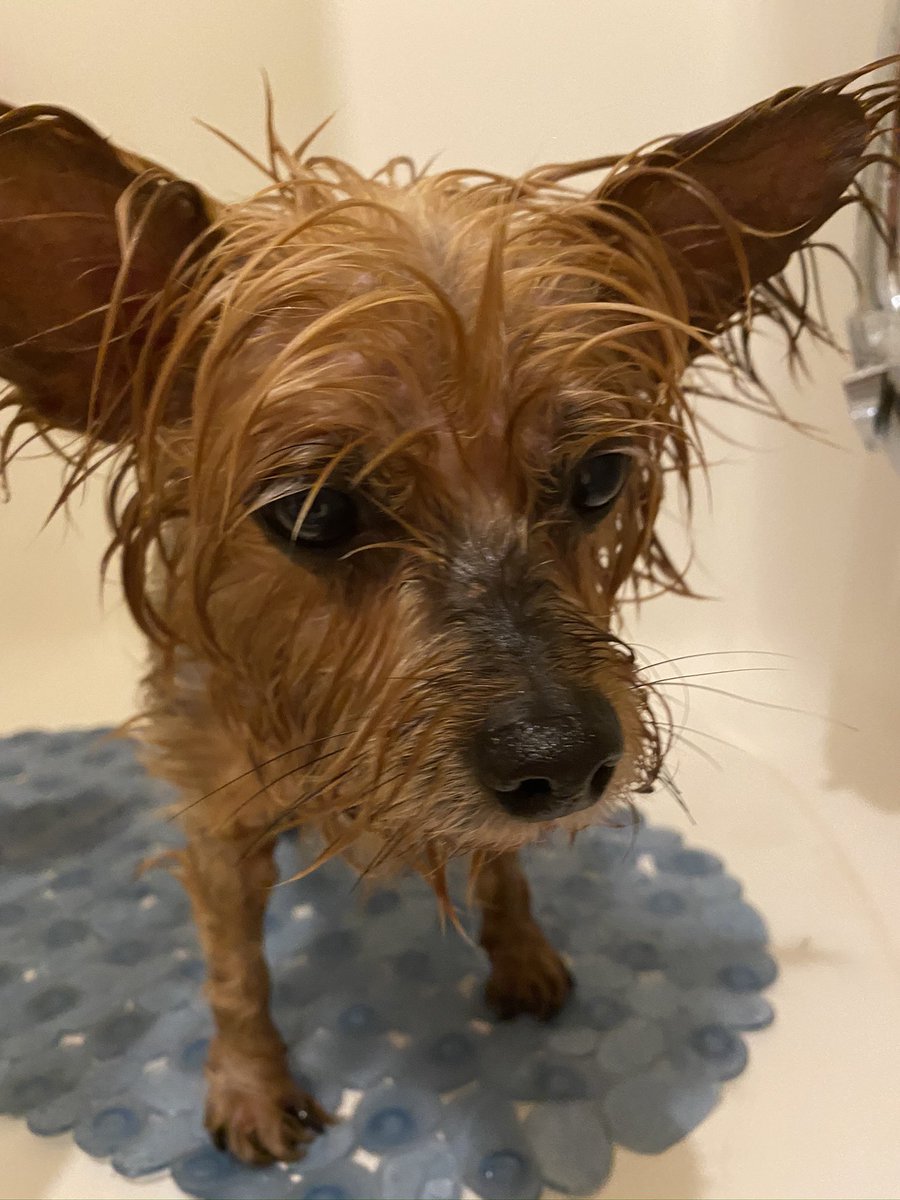Sunnywithdogs's tweet photo. @HelixTheHumbug Rub a dub 😝
Peach giving me that look after her shower 🤣😂 https://t.co/YEtTApwNqU