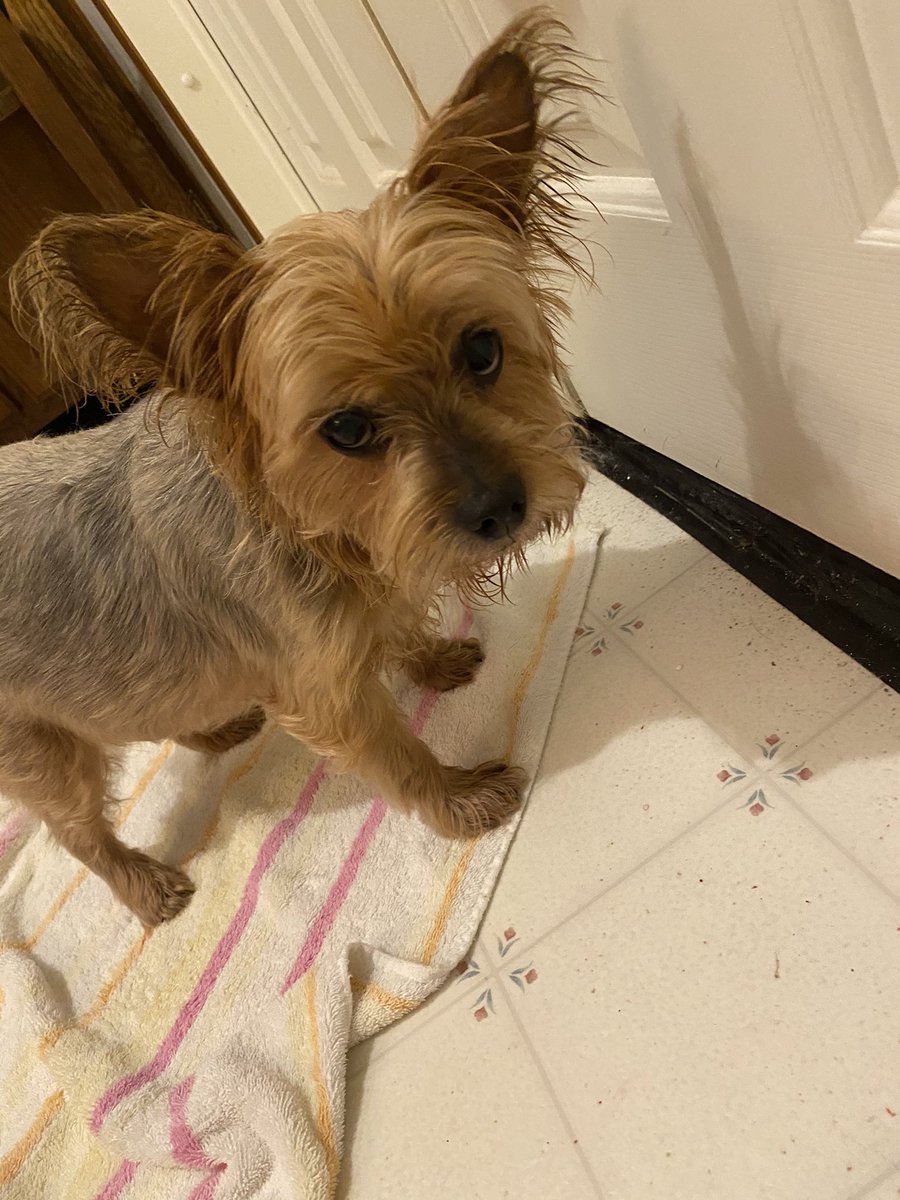Sunnywithdogs's tweet photo. @HelixTheHumbug Rub a dub 😝
Peach giving me that look after her shower 🤣😂 https://t.co/YEtTApwNqU