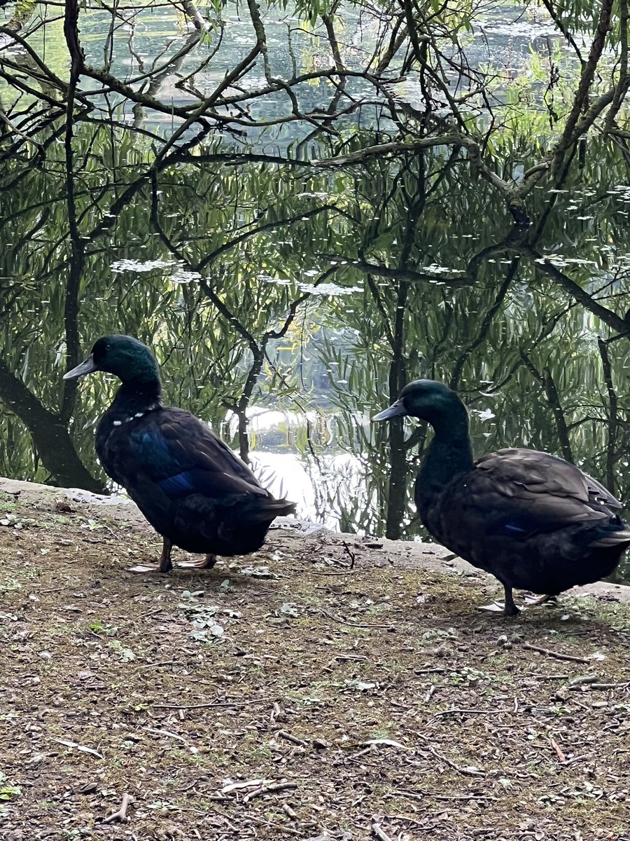 TatSupAbstract's tweet photo. Pair of Cayuga ducks at the mere in Scarborough.. @RSPBEngland @Birding247 @BirdGuides https://t.co/DgLAh1315D