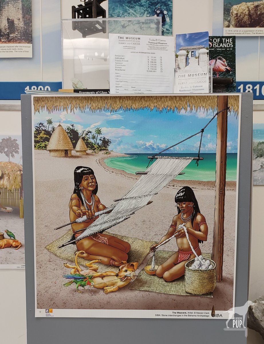 IntrepidPup's tweet photo. ๐จ๐ Spotted at the Turks and Caicos National Museum on Providenciales! Merald Clark depicts an #ArtfulPup playing alongside an Arawak loom in โThe Weaversโโone in a series of didactic posters portraying scenes of Lucayan heritage and daily life in the 1400s.
#dogsinmuseums https://t.co/u78utwrzWe