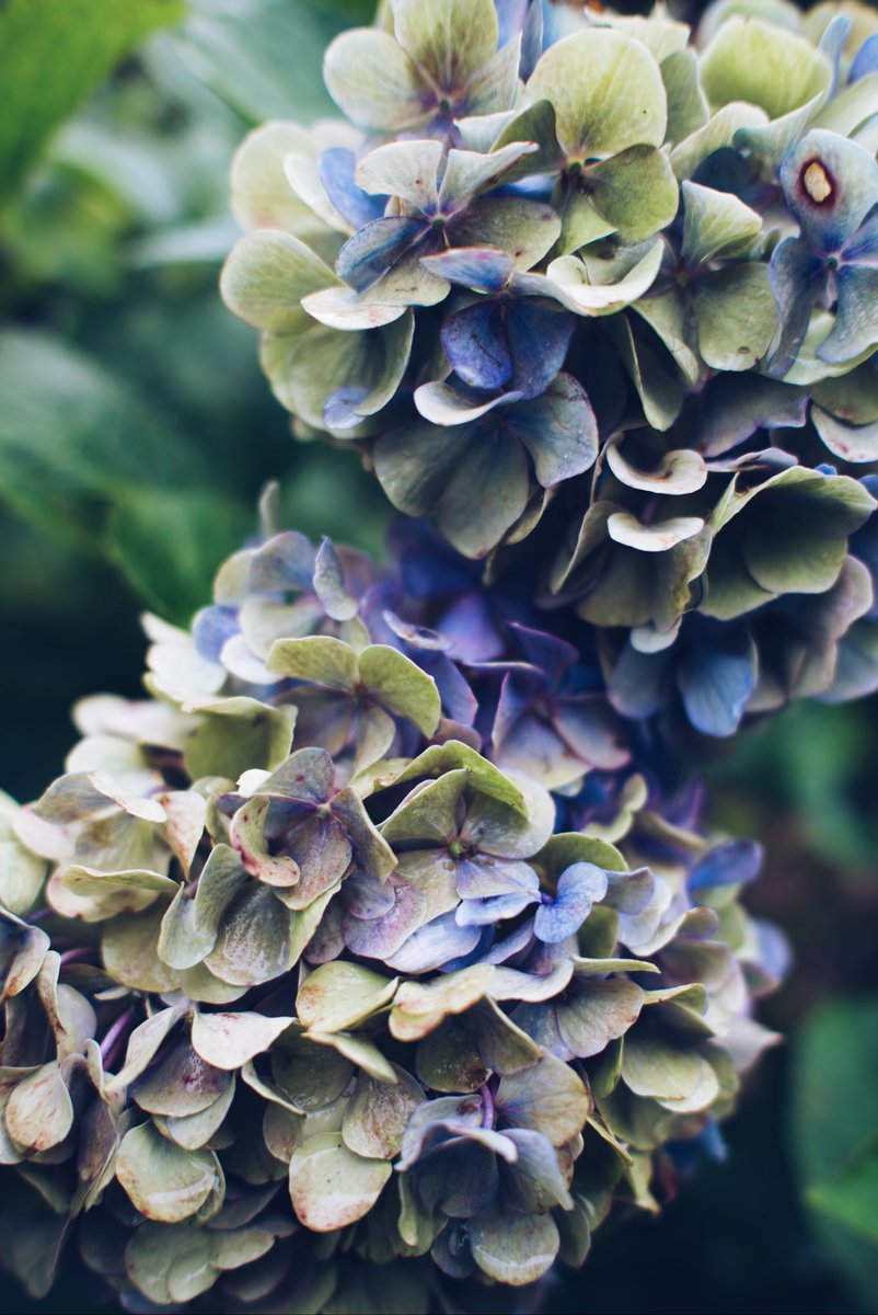 sumiyamisu's tweet photo. 撮/NikonZ6II
#カメラのある生活 #紫陽花 #花写真 https://t.co/1qL7luEtBx