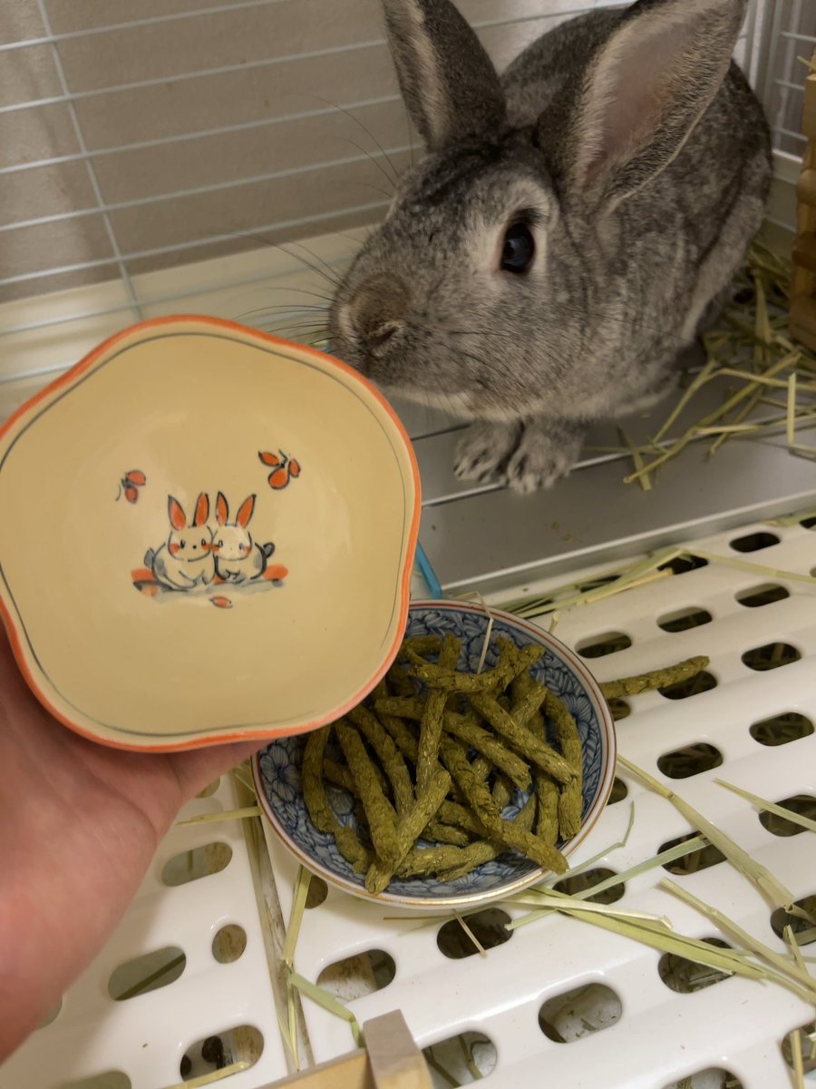 utan2021's tweet photo. きょうのう〜たん！🐰

ウサギの陶器の器をゲットしました！！
う〜たんに気に入ってくれるかなぁ？🫣

#rabbit #bunny #animal #kawaii #usagi #lovely #cute #angry #うさぎ #うさぎのいる生活 #うさぎ好きさんと繋がりたい #うさぎ日記 #ウサギ #う〜たんちゃんねる #動物 #どうぶつの森 https://t.co/LXgbMlaQJB