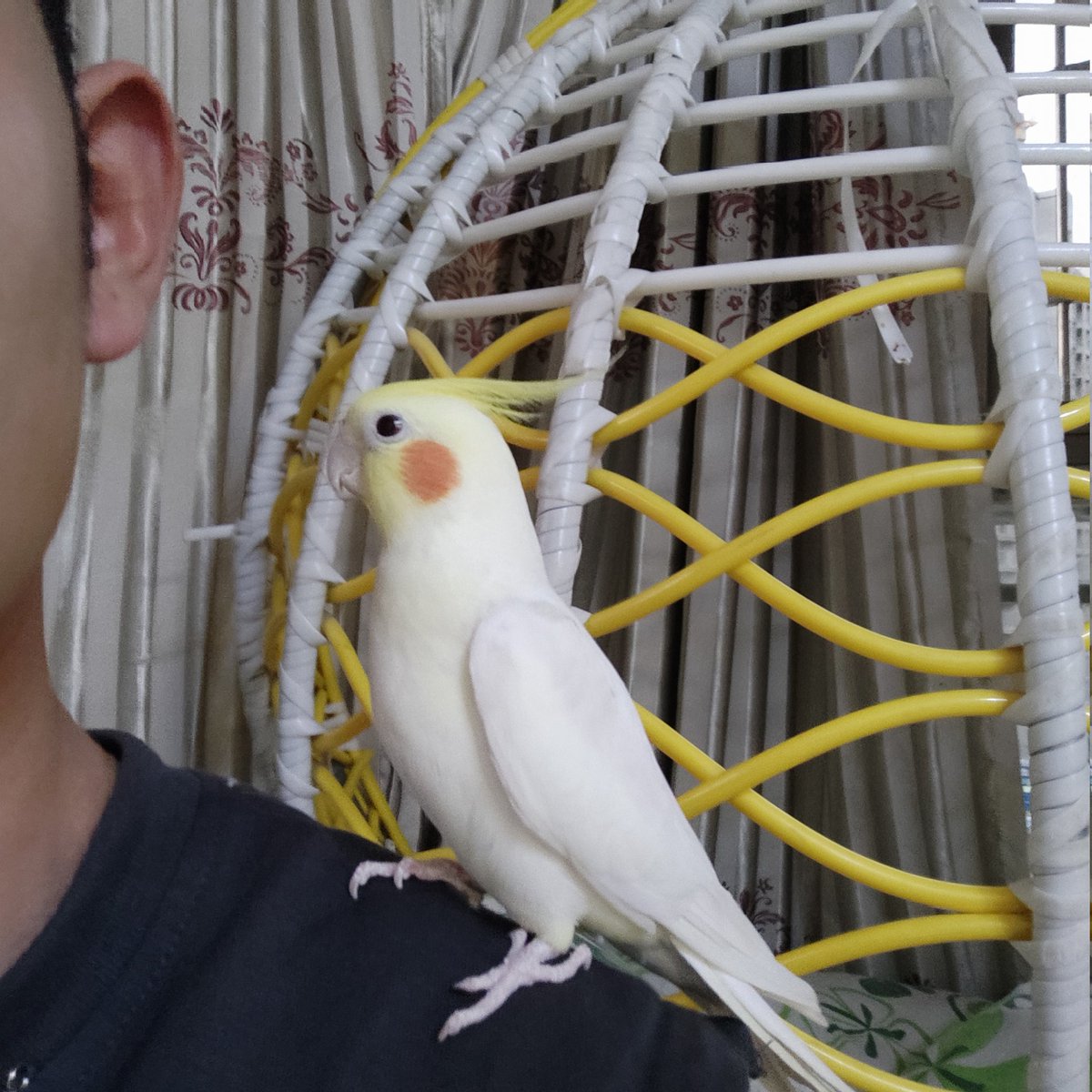 Cok_GSH's tweet photo. 🦜   🦜  🦜
做个遛鸟大爷 https://t.co/SOo73KjVsz
