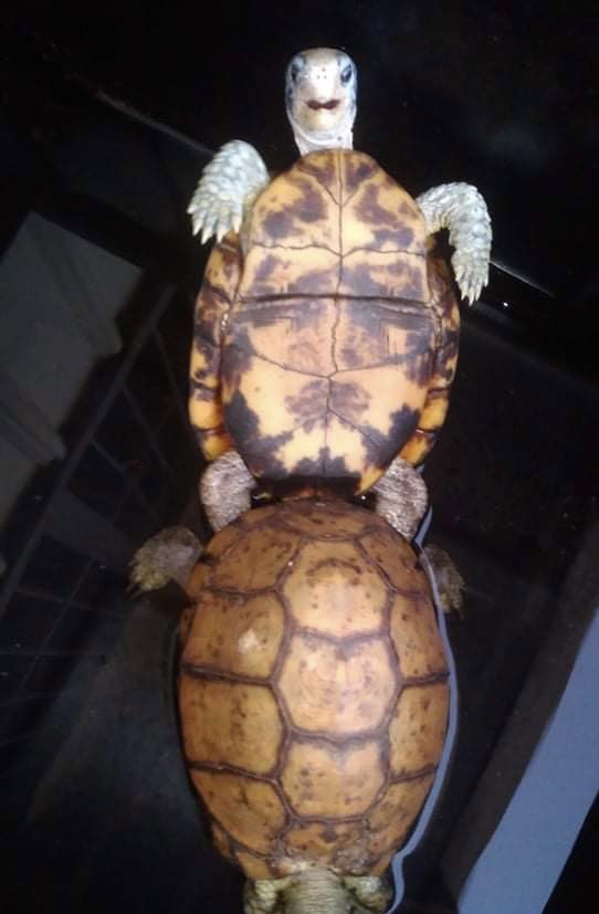 TurtleShops's tweet image. 生命的意義，在創造宇宙繼起之生命！
#americanboxturtle  #terrapene 
#yucatanboxturtle