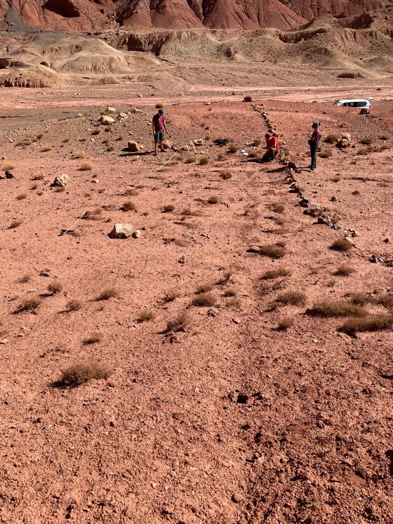 mabdelaziz_moha's tweet photo. So finally, Over 8000 Erysimum incanum seeds were sown in fabric bags crossing pliody level and heterozygosity level for #OUTevolution project... https://t.co/2U9eR23ytq