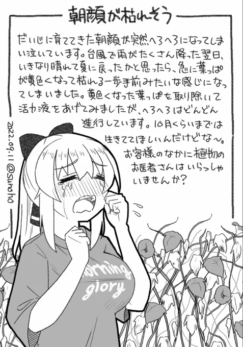 誰か僕の朝顔を助けてください日記です 