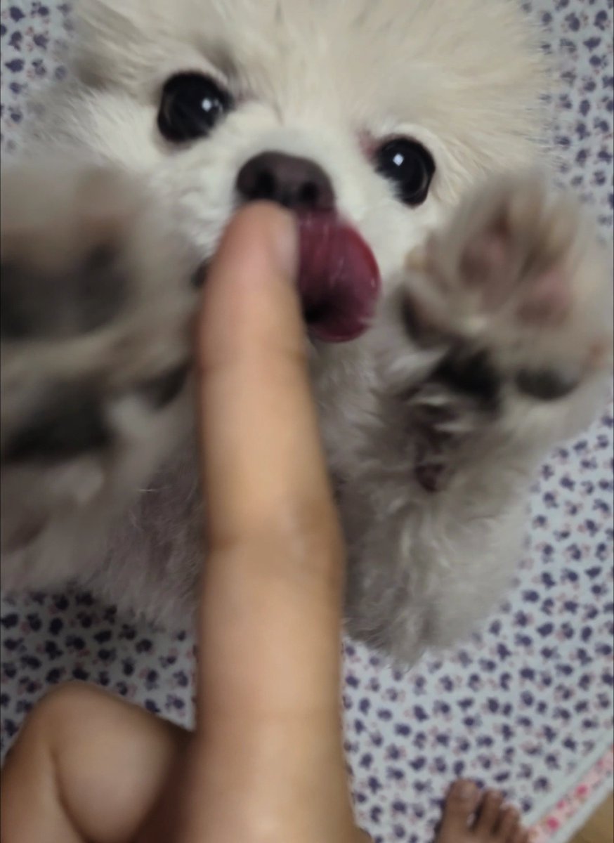 bean_archive's tweet photo. 모르는트친 손가락핥기 https://t.co/m1S0GdJLTg