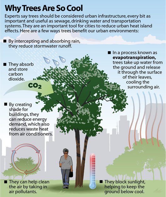 CaringDoctors's tweet photo. Nederland versteend. We hebben meer bomen nodig.
-schonere lucht
-verkoeling tegen hittestress
-bescherming tegen de zon
-gezondere bodem
-minder aarde opwarming
Bomen zijn noodzakelijk voor onze gezondheid. #caringdoctors https://t.co/7ZuEkuar5F