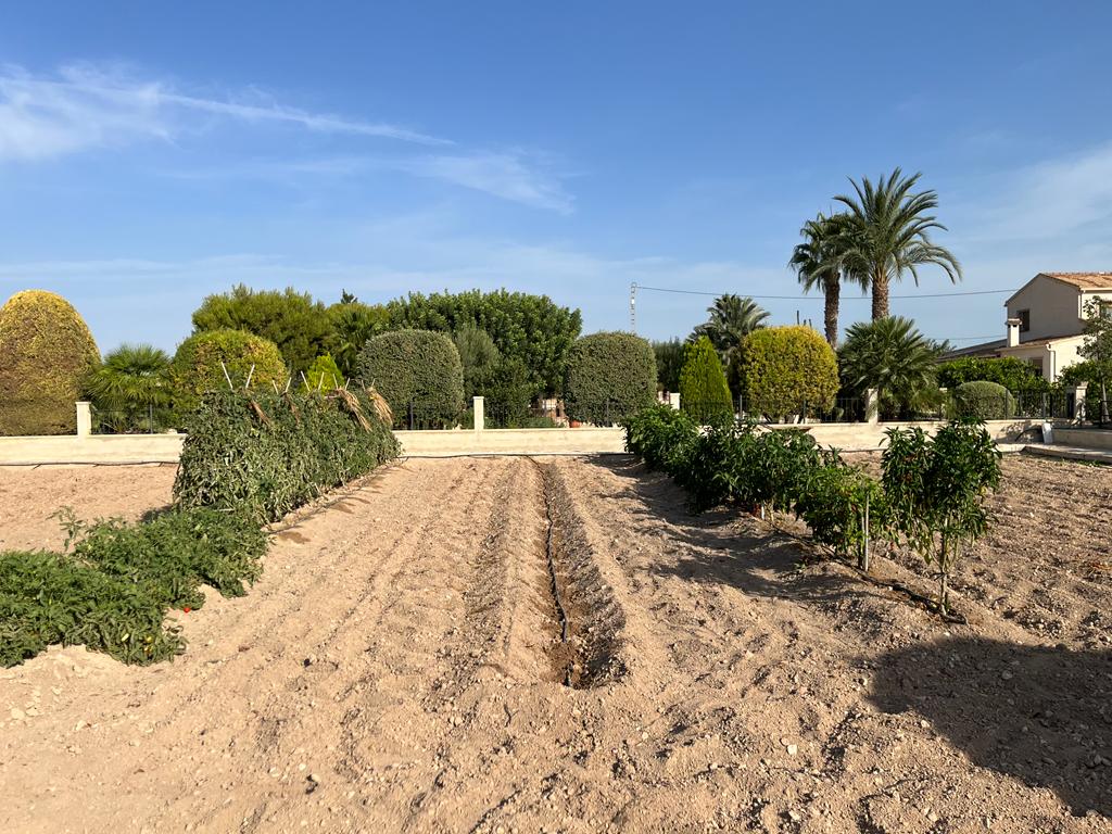 CSemperePodo's tweet photo. Vint colpets de faves primerenques en ciment de Caboto, vorem. @fontdeleguey @ElcheXploreR @SempereXisco https://t.co/lQuFNdEtrN