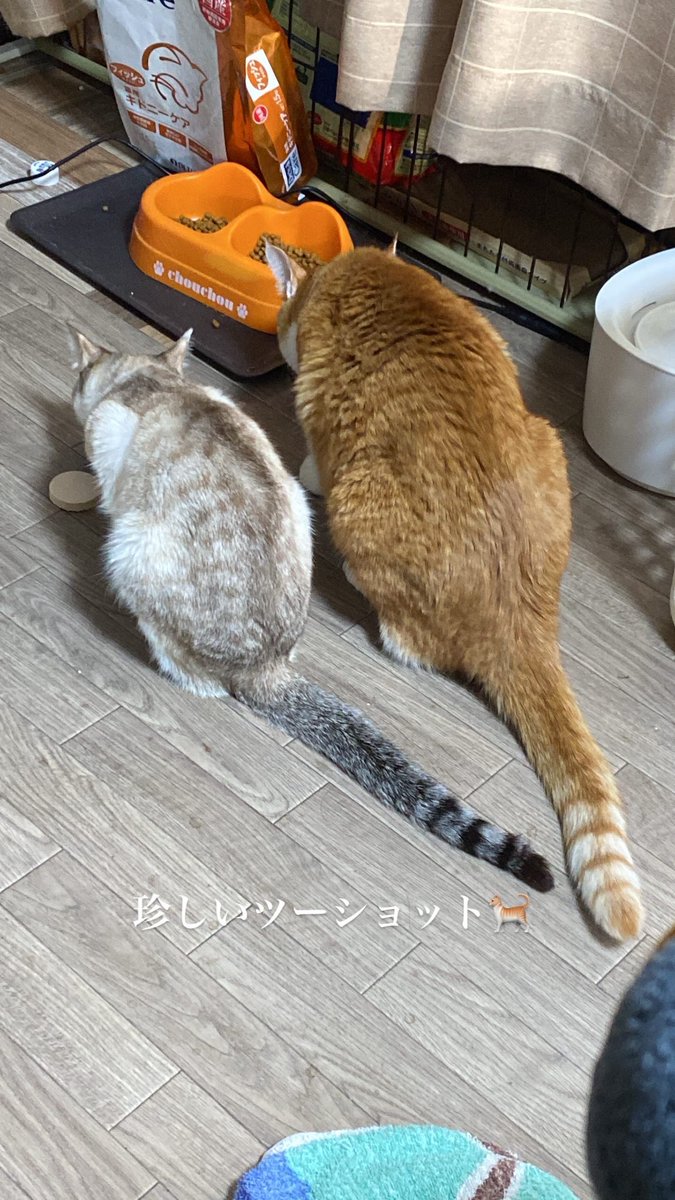 kaoru2515's tweet photo. 久々のツーショット🐈
カリンとひとくん仲良くおやつタイム🍪 https://t.co/FfXgGNAemS