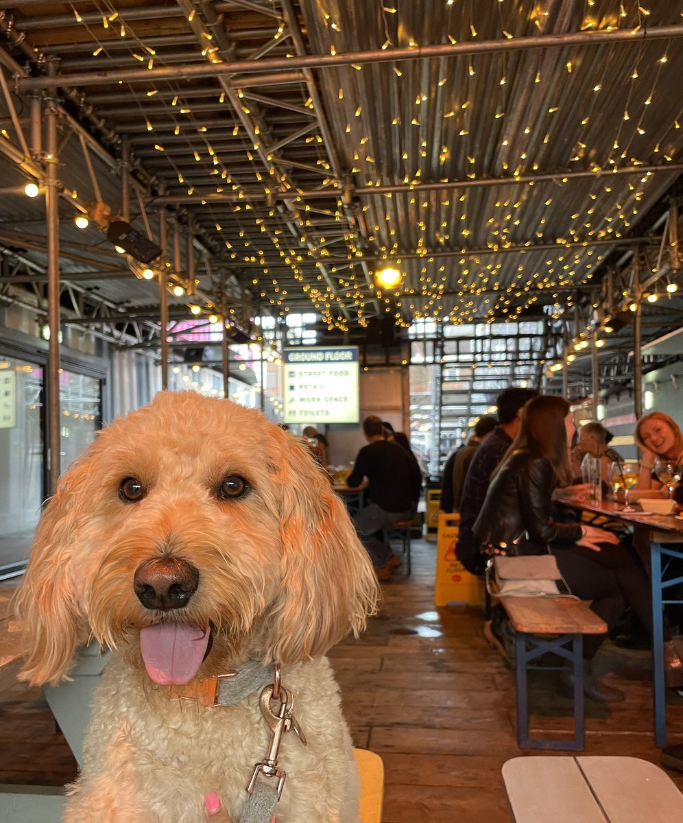 vickiS1981's tweet photo. @SparkYorkCIC dog friendly, family friendly, tasty food, fab cocktails…winner #york #visityork https://t.co/OwIo4WnGv0