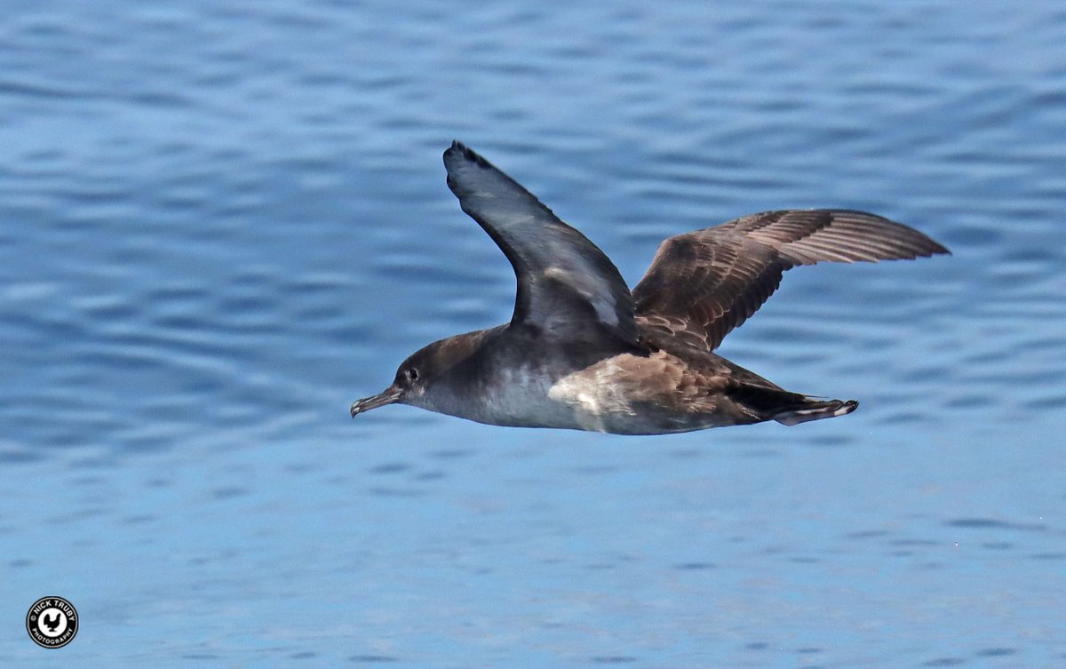 Balearic Shearwater was a much wanted lifer for me. Aboard the @ak_cruises trip into Falmouth Bay that was easily fulfilled. Thanks to @KeithLeeves for superb skippering and @LiamLangley1 & @12broadbentm for their excellent visual skills. @CBWPS1 @BirdGuides @SeabirdCentre