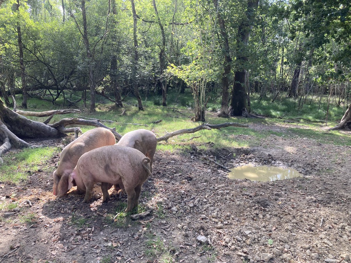  farmer dixon on twitter happy pigs in the woods shade mud