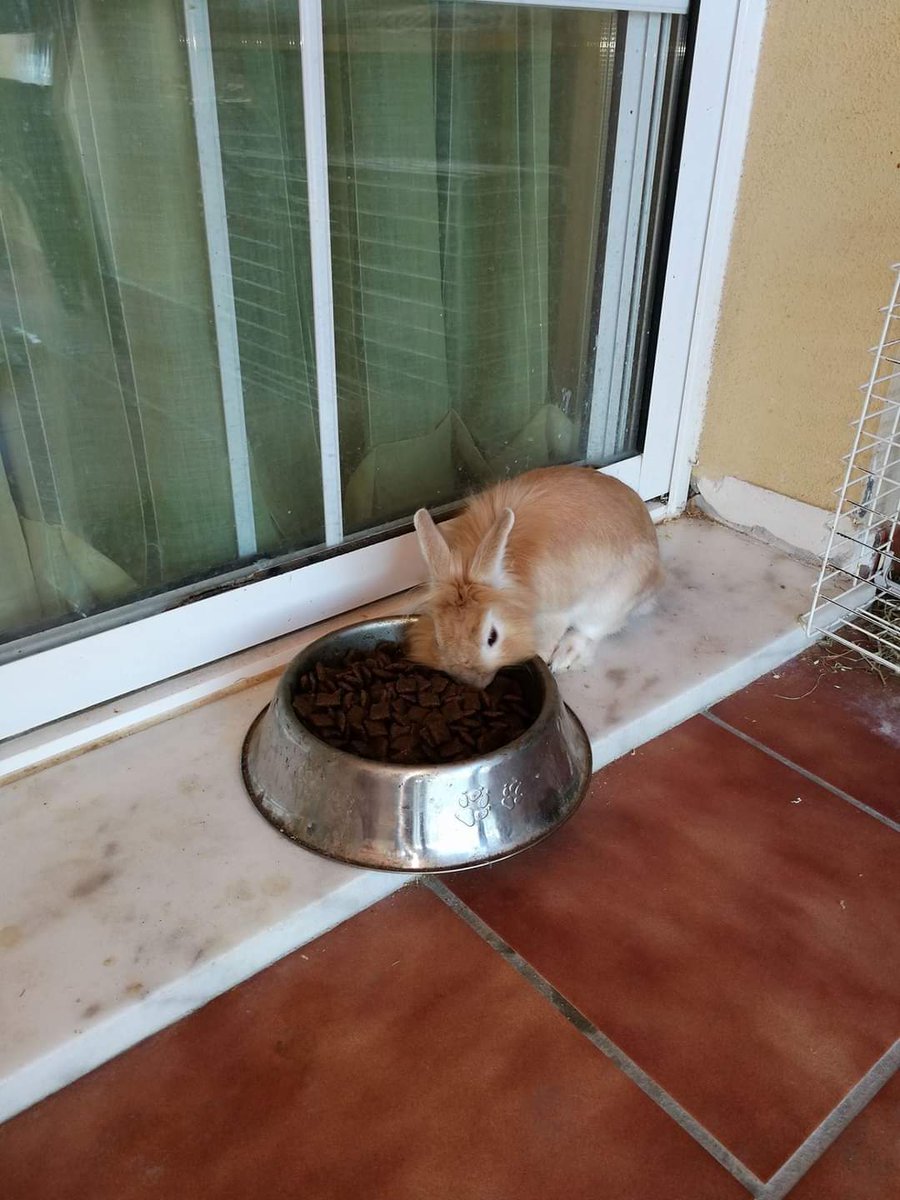 Línea Maginot tweet media