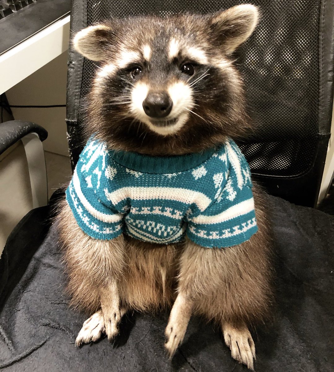 Raccoons Hourly (@raccoonhourly) on Twitter photo 