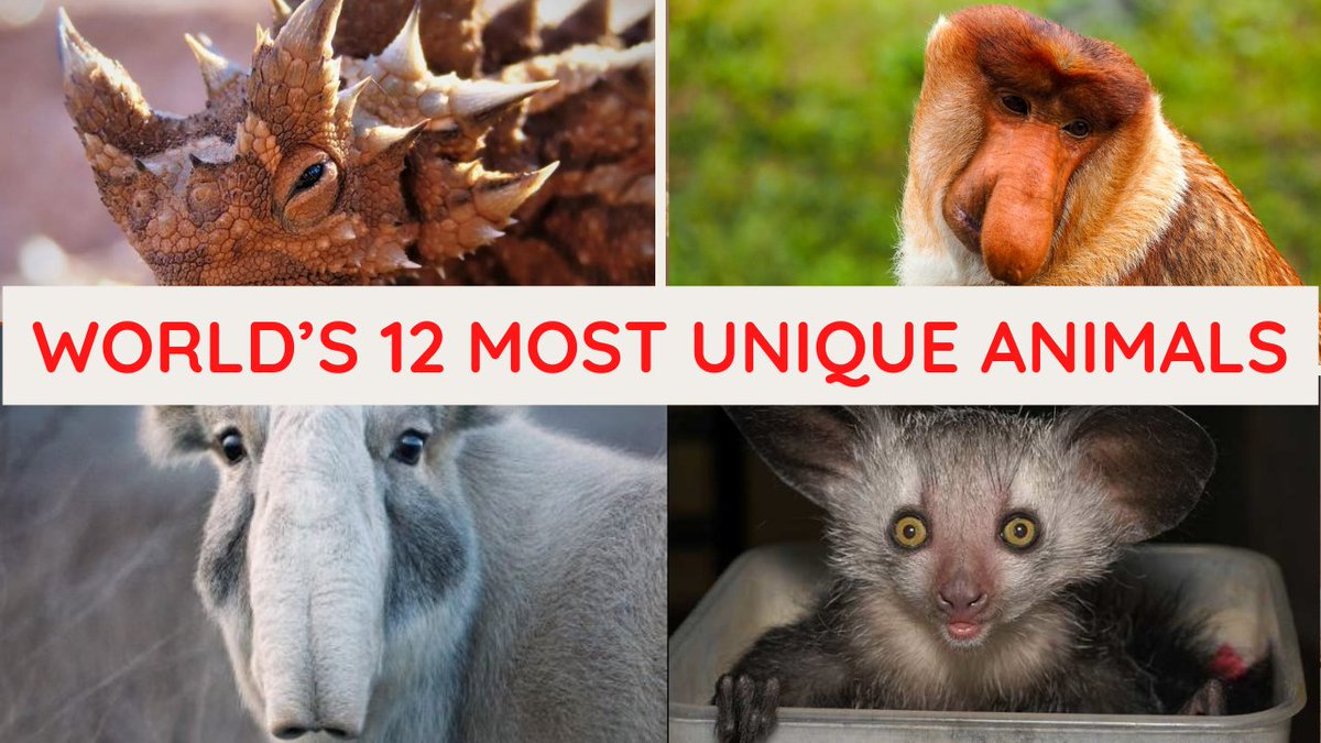 World’S 12 Most Unique Animals You Never Know – PTJCCV
