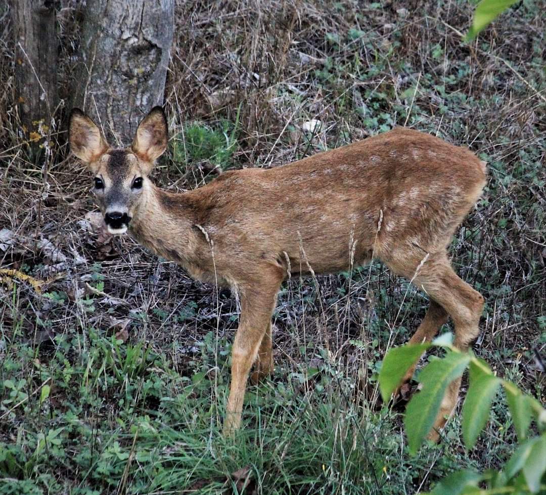 frederic fosalba julià tweet media