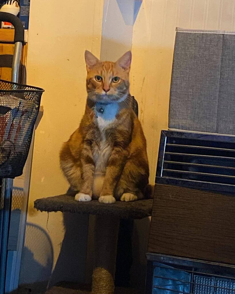 We have a new kitten called Truly Scrumptious. I am giving her some space to adapt to me #catsofinstagram #gingercatsofinstagram instagr.am/p/CiXCCQxtSMP/