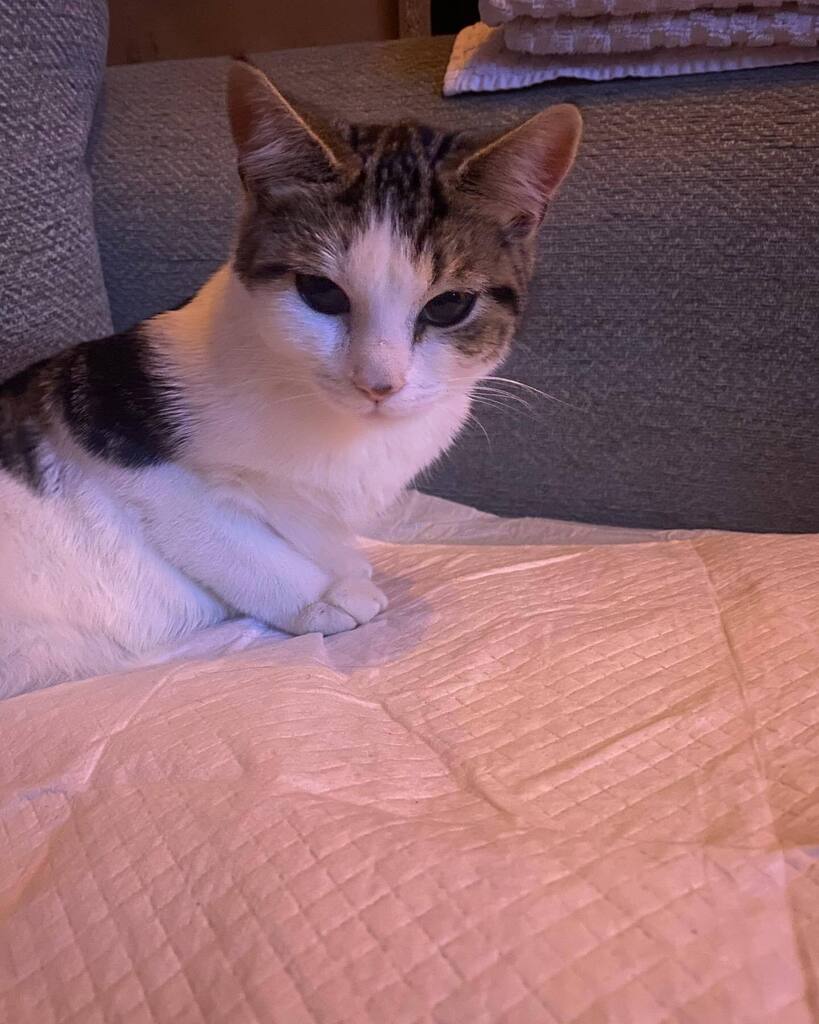 This is Truly Scrumptious our new kitten. #kittensofinstagram #catsofinstagram instagr.am/p/CiXCM2qt1qu/