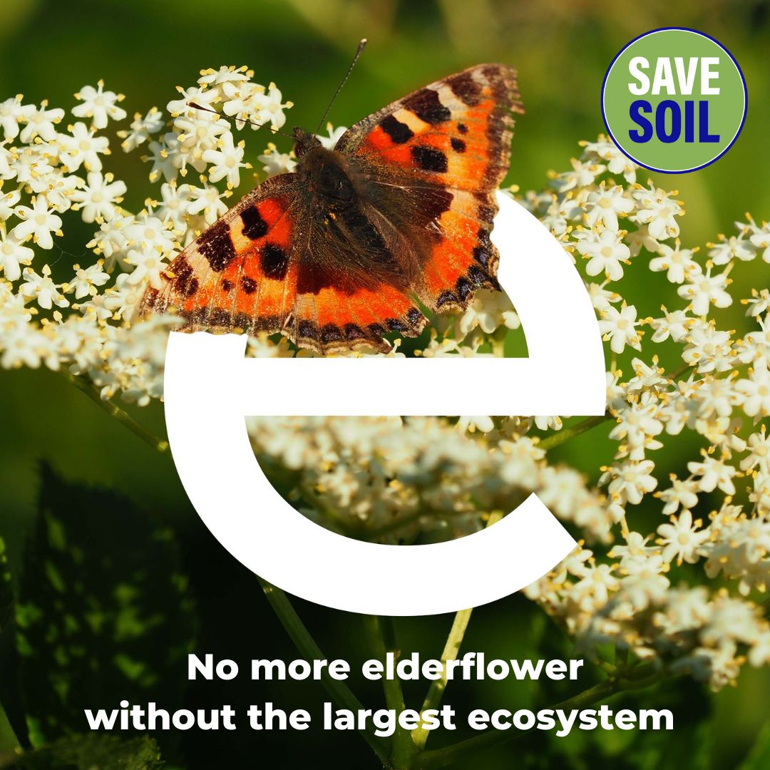 Did you know that elderflower is cooling, cleanses the skin, and is used for colds and flu, even diabetes? So the next time you reach for this wonder flower, let’s bow down to the soil for offering its non-stop support.
  
#SaveSoil #ConsciousPlanet #flower #nature