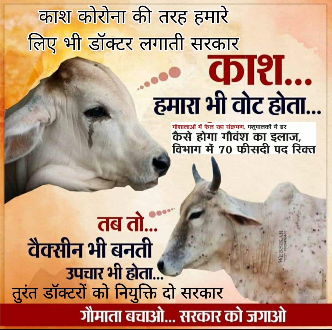 Rajkuma31047136's tweet photo. बहुत आभार सच्चे गोसेवक @manojpehul
@TheUpenYadav @zeerajasthan_ @AAPRajasthan @HINGLAJDAN95 @pantlp @biharibishnoi @HarendraJnvu @AslamChopdar11 @JournoVijender @harshkhatana13 @ABPNews @Mangilal_bisnoi @Lunaram_darji @HINGLAJDAN95 @premdanbarmer 
#SaveCowSaveRajasthan https://t.co/oEGD2g1WD1
