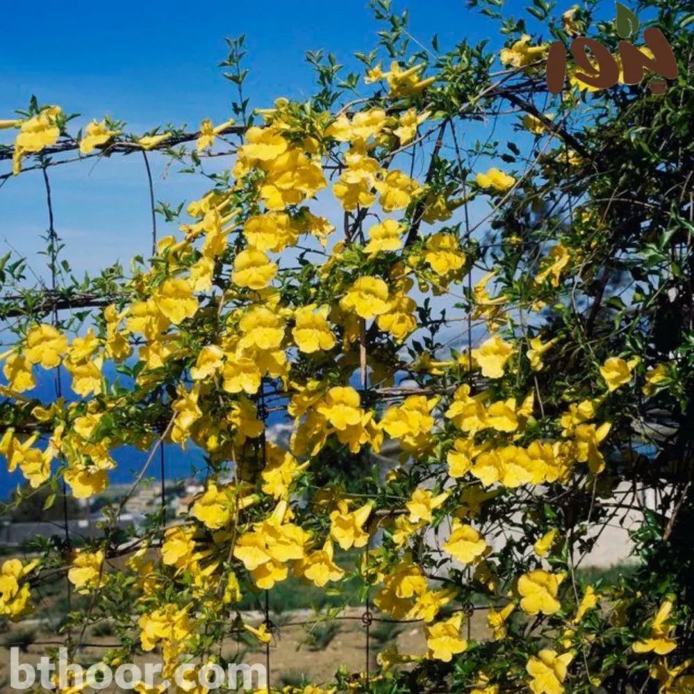 متسلقة مخلب القط الإسم الشائع
الإسم العلمي:Macfadyena unguis-cati 
تسمى ايضاً:مخلب القط الزاحف- القمع الزاحف-بوق مخلب القط
•متسلقة سريعة النمو،أشواكها ثلاثيةصغيرة جداً تشبة مخالب القط لذلك اخذت هذا الإسم,وبسبب هذه الشويكات يمكنها تسلق الأسطح والجدران.دون الحاجة إلى نظام تدعيم.