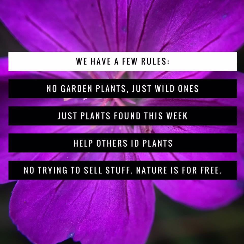 wildflowerhour tweet media