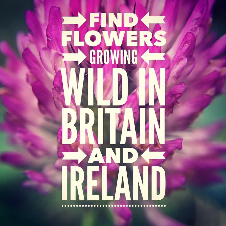 wildflowerhour tweet media