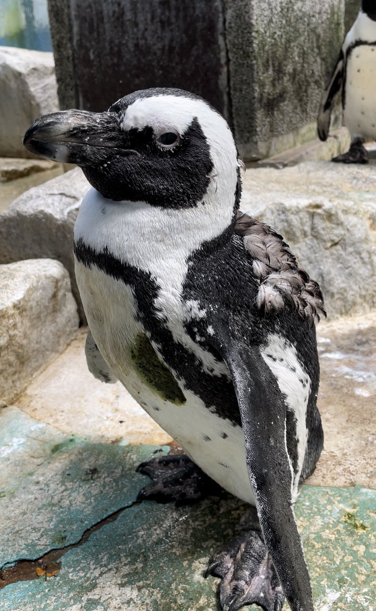 ケープペンギン 卵 殻 鳥 剥製 7930_kiji_1-253x190.jpg