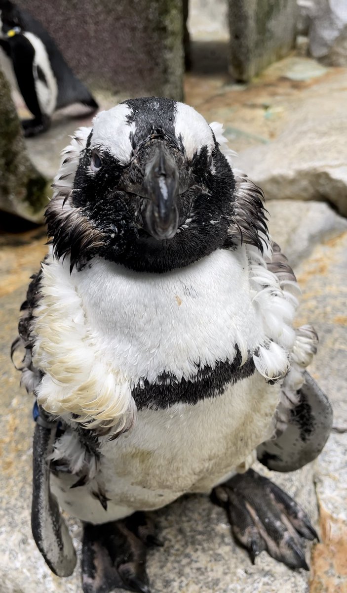 ケープペンギン 卵 殻 鳥 剥製 7930_kiji_1-253x190.jpg