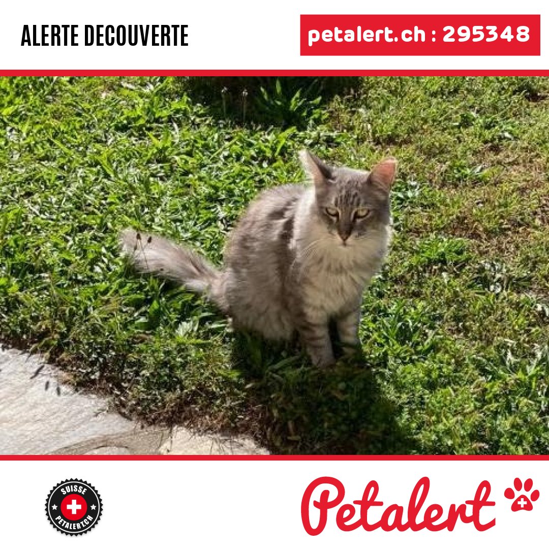 petalert_suisse's tweet photo. Trouvé #Chat #Valais #Lens #Petalert  #PetAlertVS / https://t.co/zGMDoyxsA0 https://t.co/w9izxKsa2y
