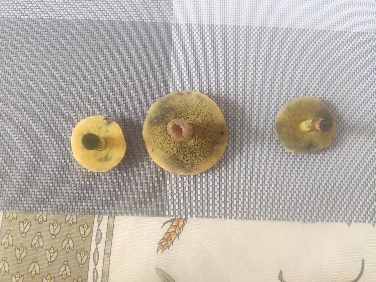 PierrikFaure's tweet photo. Un avis sur l espèce ?
Je pensais bolet des bords de Marne mais je n en ai jamais trouvé jusqu' à aujourd'hui https://t.co/S0QqijGryJ