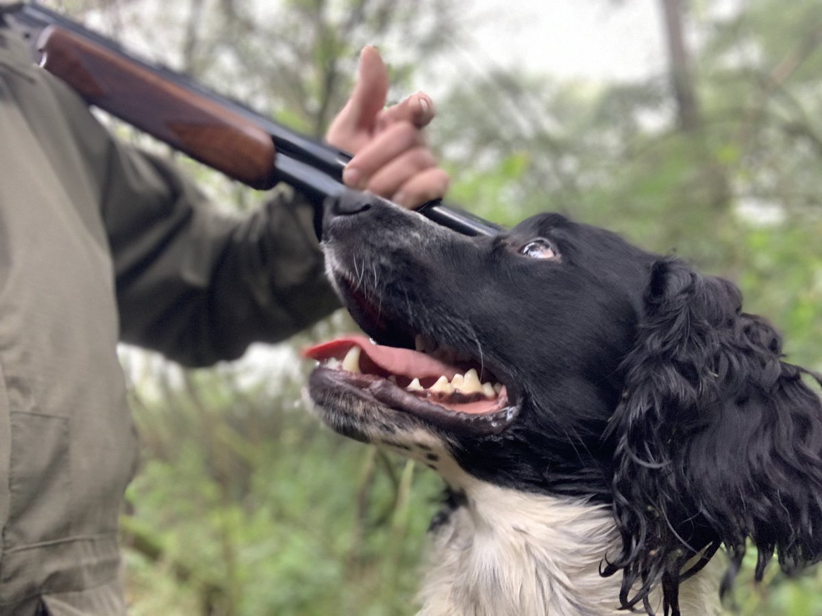 mark_rowbottom's tweet image. Nice to out with diesel 🐾