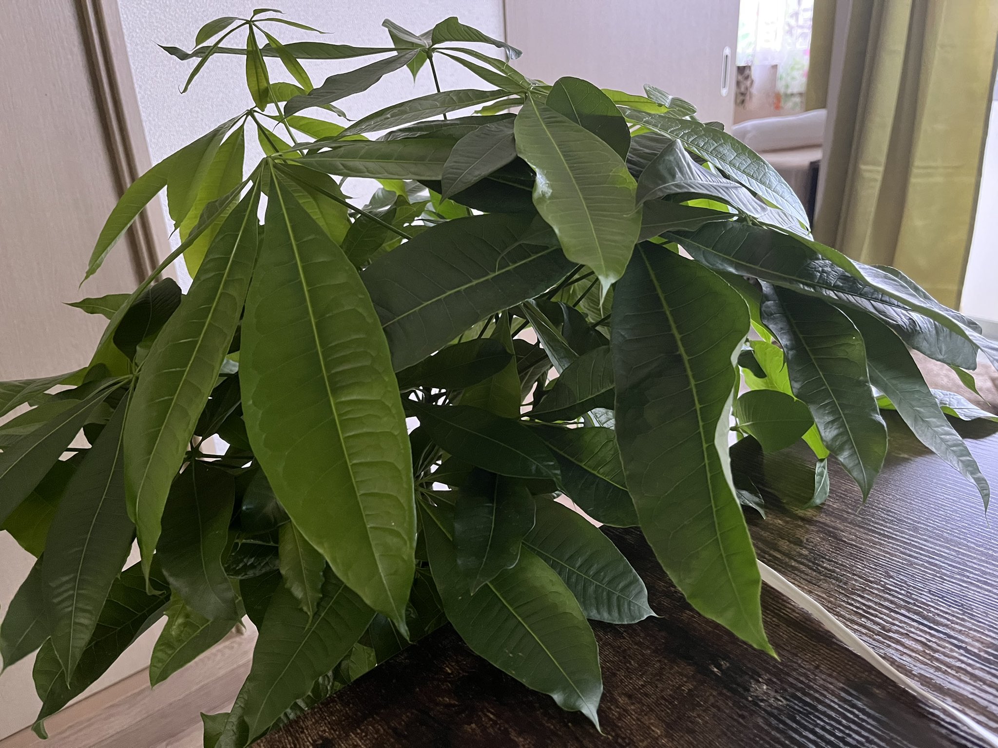 Tweets With Replies By いとづみ Itodumi Twitter