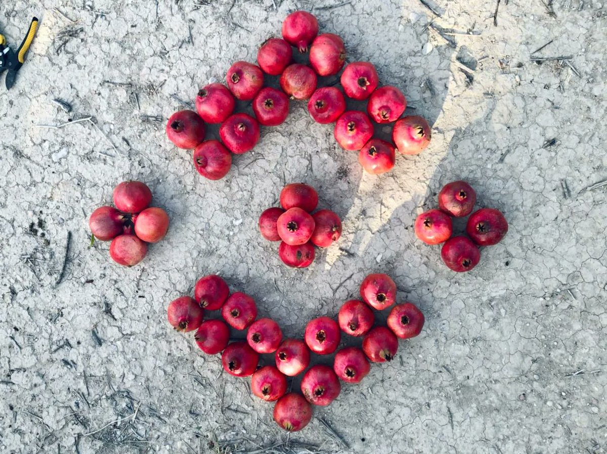 binance's tweet photo. BN-Berries. https://t.co/dOs9pPp6BB