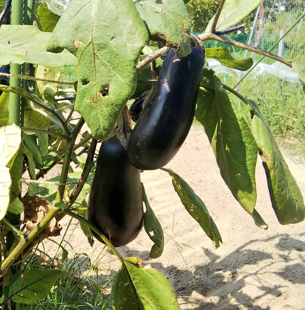 秋ナス Twitter Search Twitter