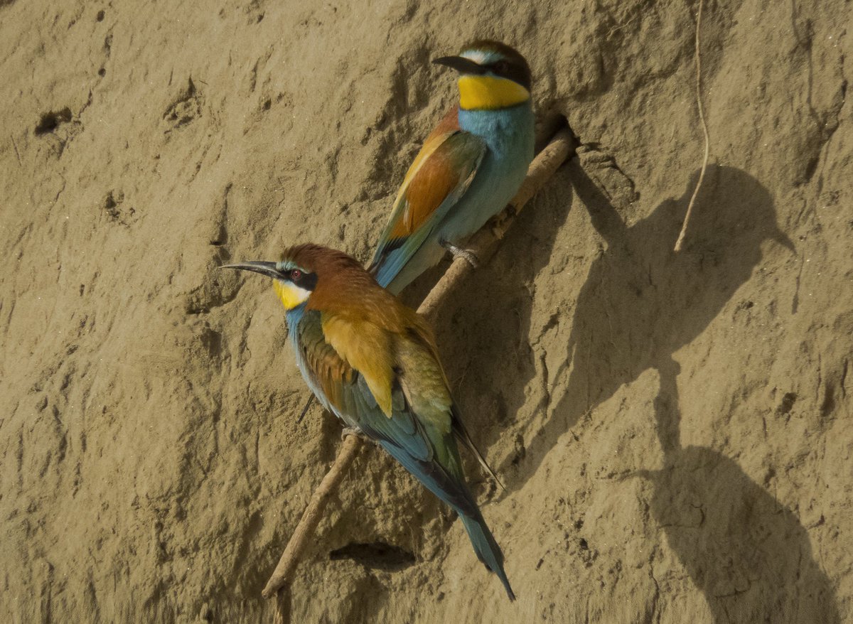 GM friends 🔆 
Wishing you all a colourful Sunday 🎨🕊️
~~~
#EuropeanBeeeater
#NFTCommunity #colour #birds #nfts #photographer #PHOTOS #nftcollectors