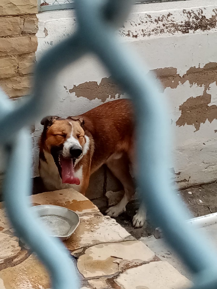 PLVNG's tweet image. Ens han portat aquest gos que anava perdut. Si us plau, ajudeu-nos a localitzar als seus propietaris 🙏🙏. Estava molt nerviós i no s'ha deixat fer fotos 😟
Se l'han emportat al @caadpenedes 🐶#loveanimals #lovepets #VNG