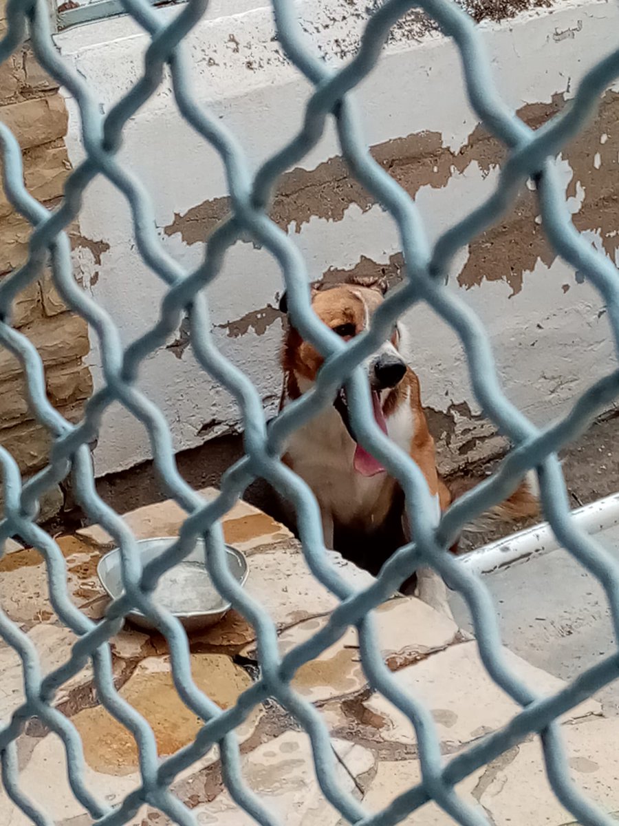 PLVNG's tweet image. Ens han portat aquest gos que anava perdut. Si us plau, ajudeu-nos a localitzar als seus propietaris 🙏🙏. Estava molt nerviós i no s'ha deixat fer fotos 😟
Se l'han emportat al @caadpenedes 🐶#loveanimals #lovepets #VNG