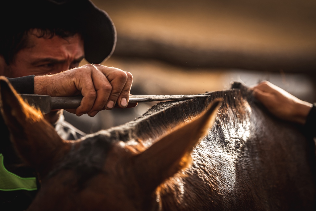 gauchoderby's tweet image. Ariel Schunk getting our Gaucho Derby steeds prepped for their leg in the race.

#GauchoDerby

Photo by: @sarahfarnsworthfieldsports