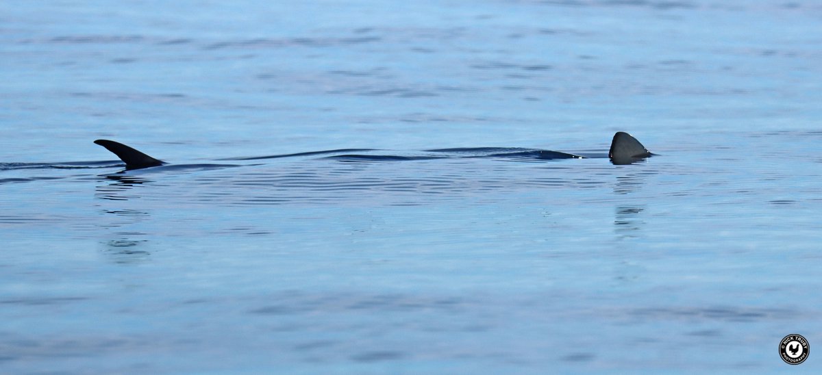 A Blue Shark seen from the @ak_cruises in Falmouth Bay yesterday. A serene moment amongst the frantic goings on with Tuna, Dolphins, Storm Petrels and Shearwaters everywhere else. @FMConservation @KeithLeeves @BirdGuides #shark @SharkWeek