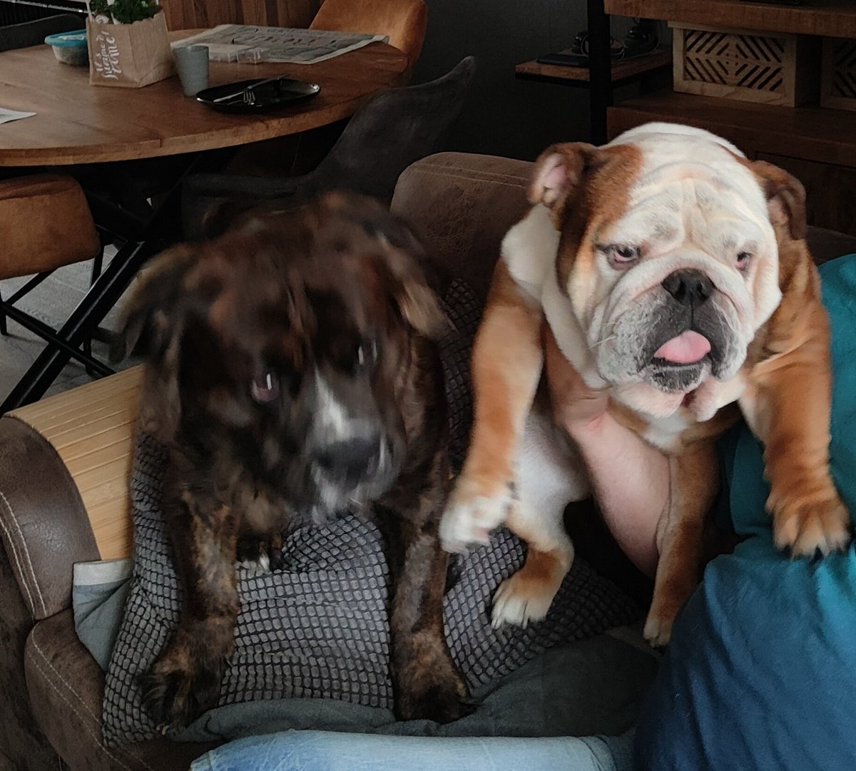 vanbeek7's tweet photo. Spike &amp; Jake 🐾❤️#lovemybully https://t.co/DobMcRn90H