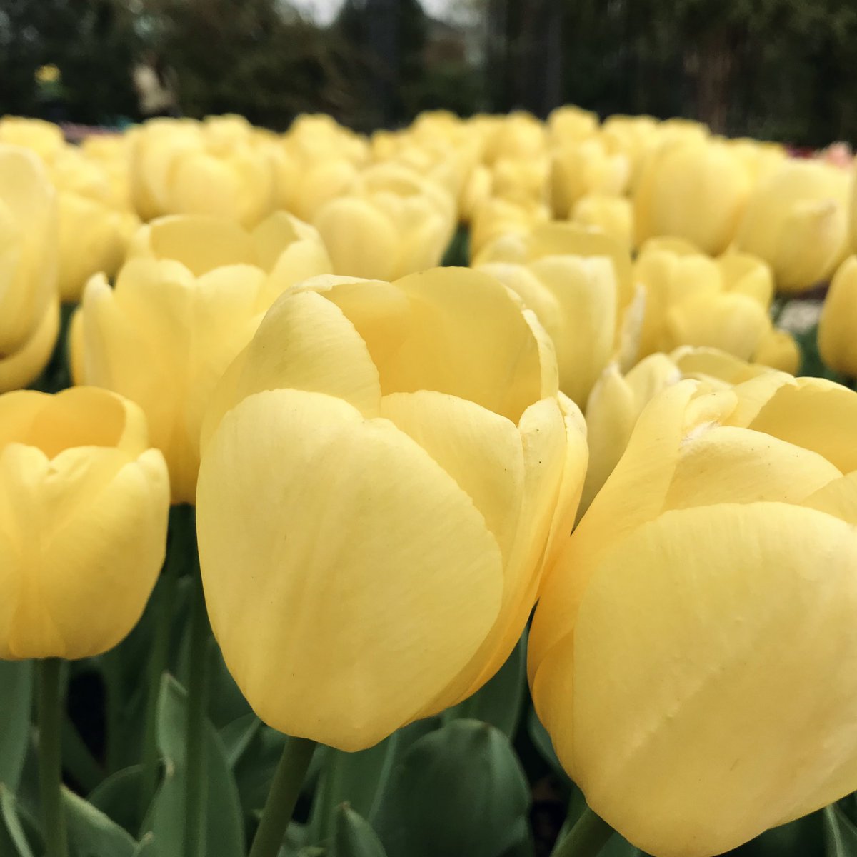 kpm_pics's tweet photo. @DavidMariposa1 @VisualsbySauter #SundayYellow https://t.co/dqiB0kueZn