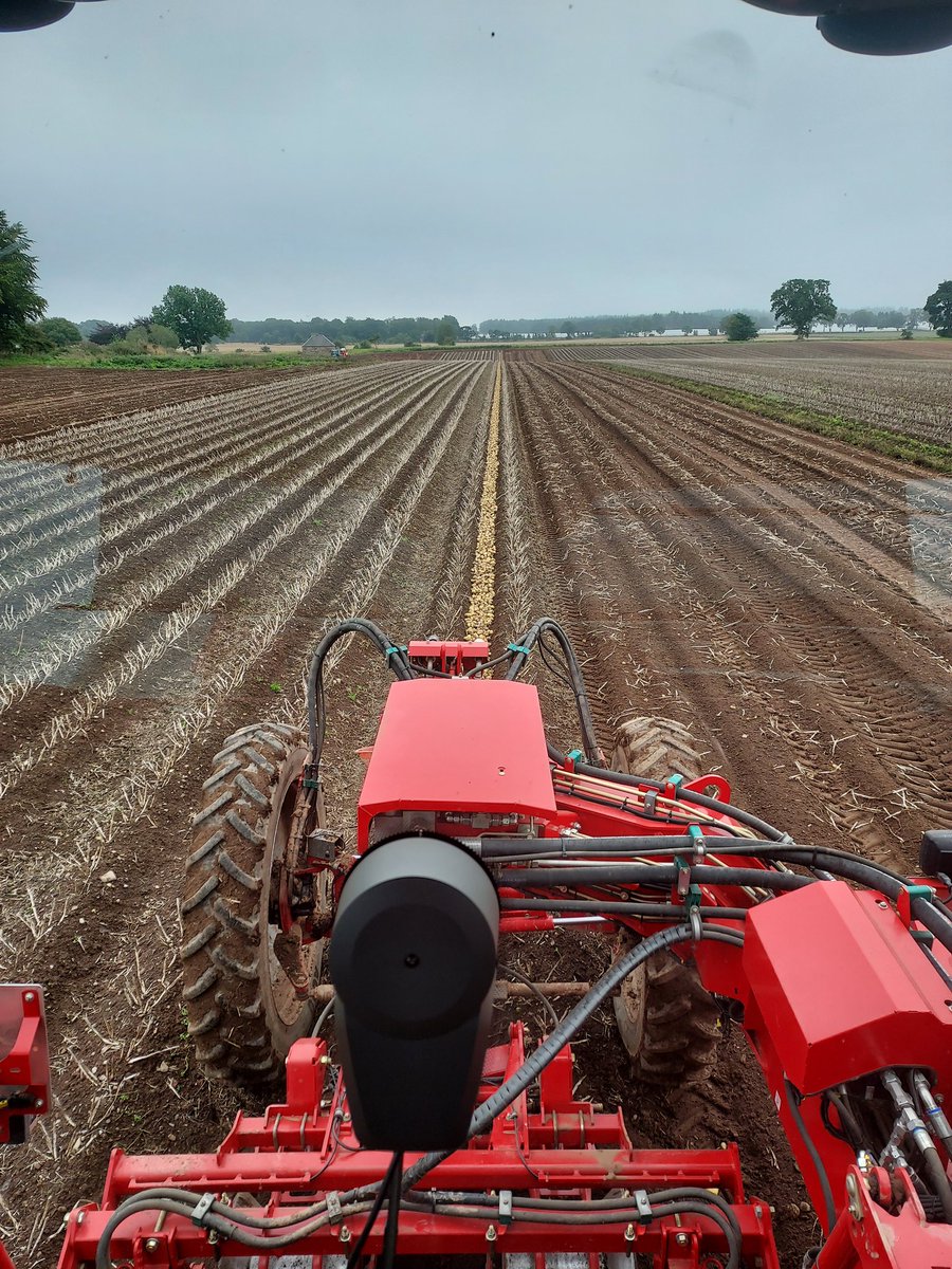 Nice crop of Venezia seed for <a href="/Greenvale_Seed/">Greenvale Seed</a>