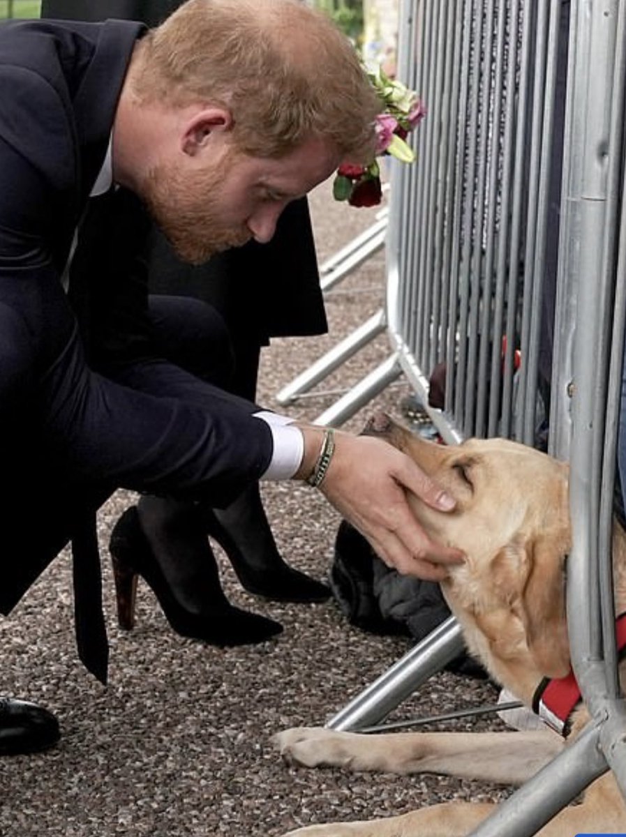 domdyer70's tweet image. A genuine moment of happiness during a sad time how dogs lift our spirits #Queen