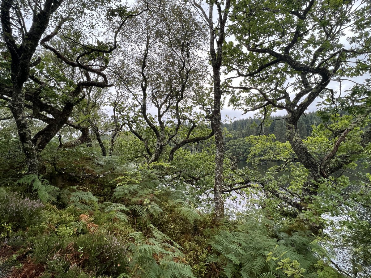 RewildScotland's tweet photo. Rewilding is hope!

Here Scottish Rainforest tended by beavers and looking magnificent. #Rewild #BigPicture https://t.co/pVkItYU2Zx