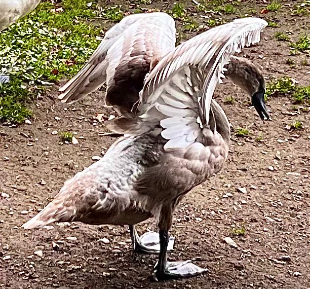 #Cygnet stretch after a lazy breakfast at <a href="/faerymere/">Faeryland Grasmere</a>. #Sunday #Grasmere #LakeDistrict #LoveUkWeather <a href="/CumbriaWeather/">ᴄᴜᴍʙʀɪᴀ ᴡᴇᴀᴛʜᴇʀ</a> <a href="/ThePhotoHour/">#ThePhotoHour</a> <a href="/CBezzant/">Charlotte Bezzant</a>