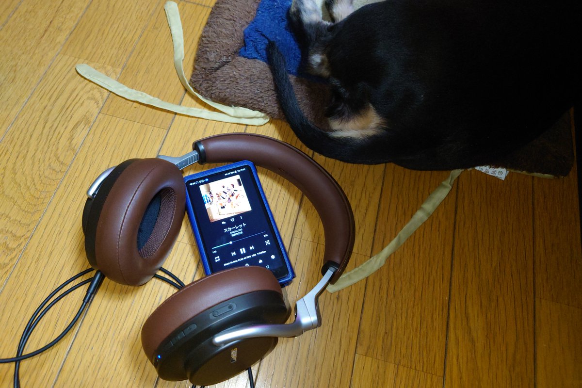 haruko_425's tweet photo. 【 #ポタオデ 復活しました 】
とゆうより体調戻りました( ´ ▽ ` )💧
ご心配をおかけしてすみません、温かくも熱いメッセージありがとうございました😢💕🍀
📱 #HiBy #R5Gen2(#Aモード)
×
🎧️ #SHURE #AONIC50 #有線
×
🐶 #愛犬のしり。笑
久しぶりに #音楽 を楽しんでいます😍 https://t.co/XTYYNQitXZ