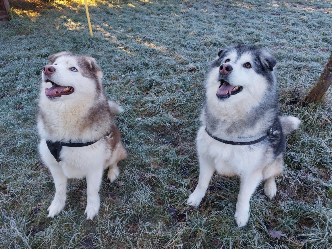 AdoptionsUk's tweet photo. Please retweet to help Joe and Zac find a home together #BIRMINGHAM #UK 
Bonded Malamutes aged  6 rescued along with about 20 others being kept in a field. They are looking for a patient, adult home with breed experience and would be best as the only pets
https://t.co/pWbL6IQGWd https://t.co/imsva014iM