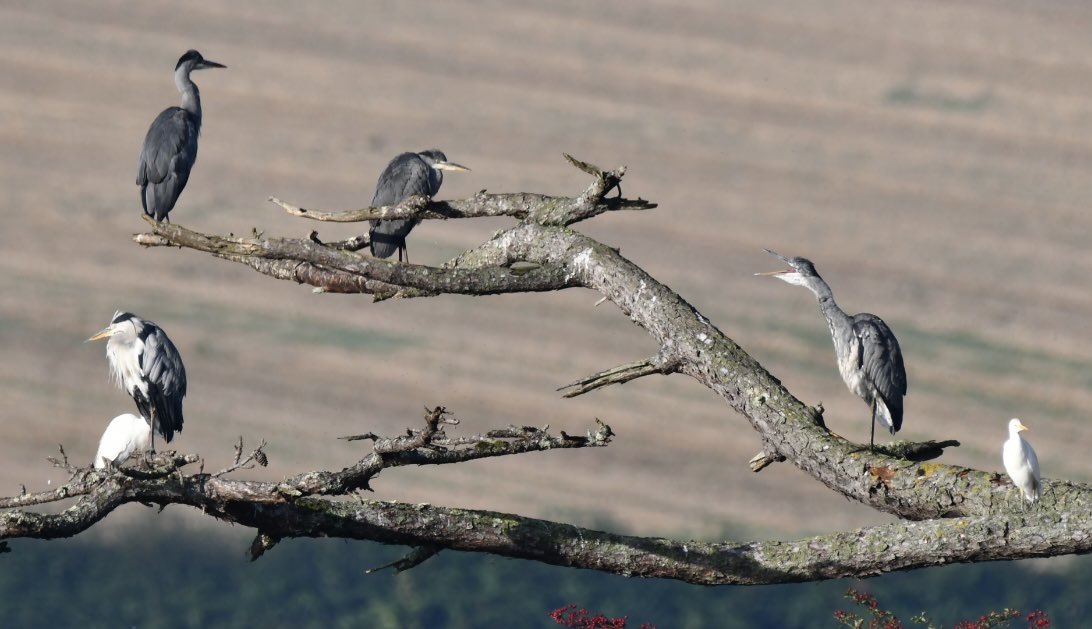 Tim Ridgeway tweet media